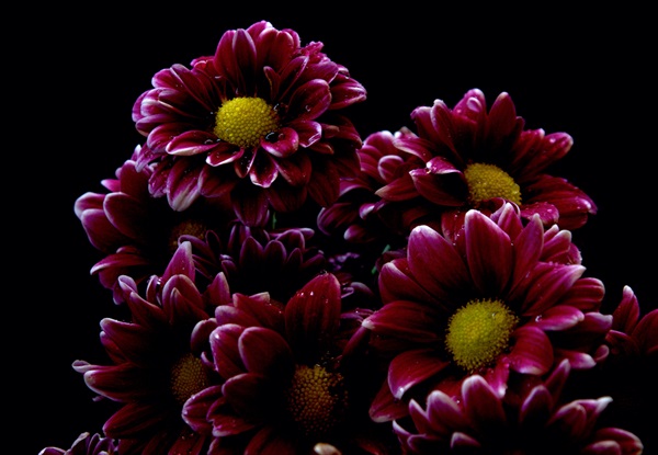 Handsome - Spray (Pompoms) - Chrysanthemum - Flowers by category ...