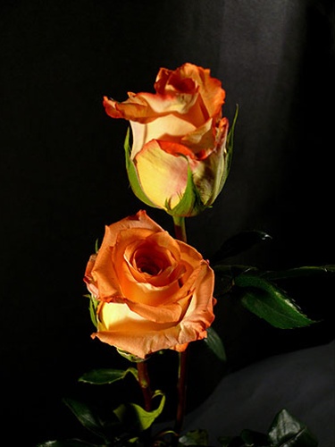 Rose Caribbean - Standard Rose - Roses - Flowers by category | Sierra ...