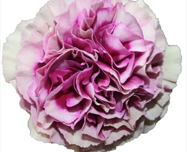 Carnation Hurricane Pink - Standard Carnation - Carnations - Flowers by ...