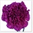 Golem - Standard Carnation - Carnations - Flowers by category | Sierra ...