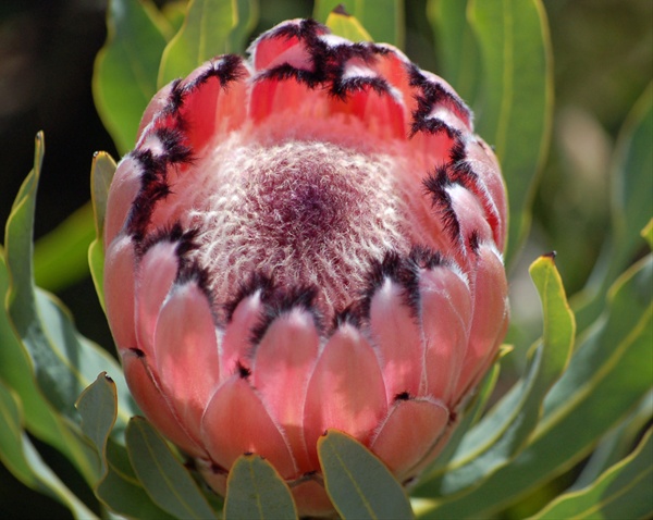 Pink Sheen - Protea - Proteas and Leucadendrons - Flowers by category ...