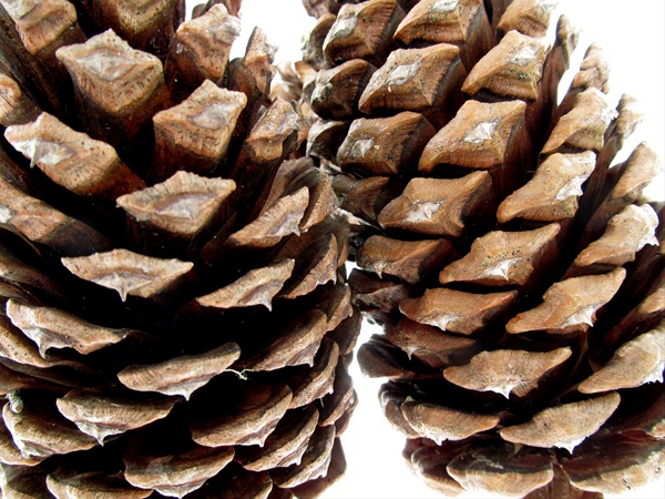 Jeffery Pine Cone - Xmas Greens - Greens, Foliages and Branches ...