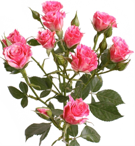Spray Rose Pink Flash - Spray Rose - Roses - Flowers by category ...
