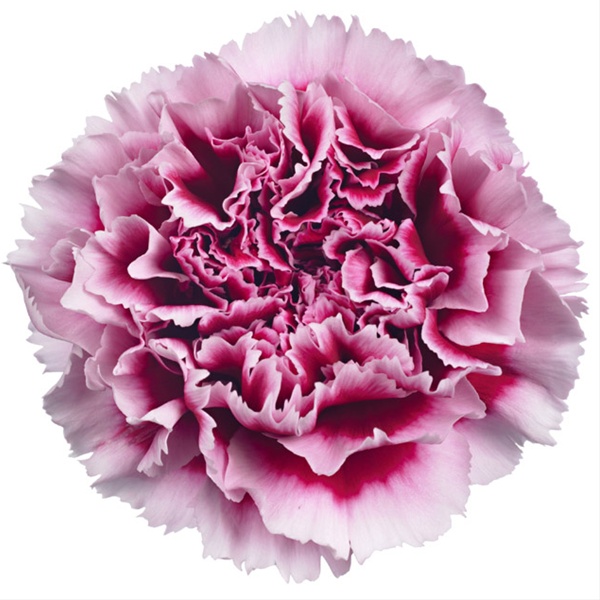 Carnation Wellington - Standard Carnation - Carnations - Flowers by ...
