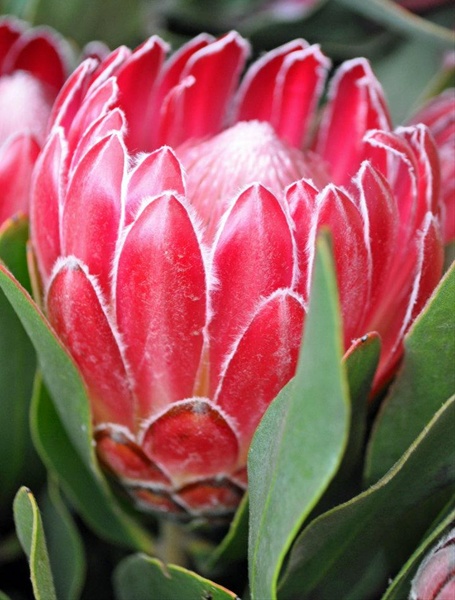 Protea Red Baron - Protea - Proteas and Leucadendrons - Flowers by ...