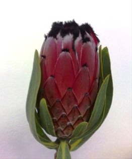 Protea Black Beauty - Protea - Proteas and Leucadendrons - Flowers by ...