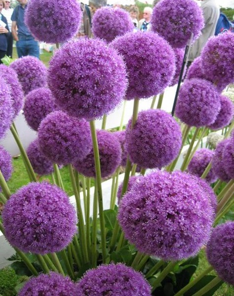 Allium Ambassador - Allium - Flowers and Fillers - Flowers by category ...