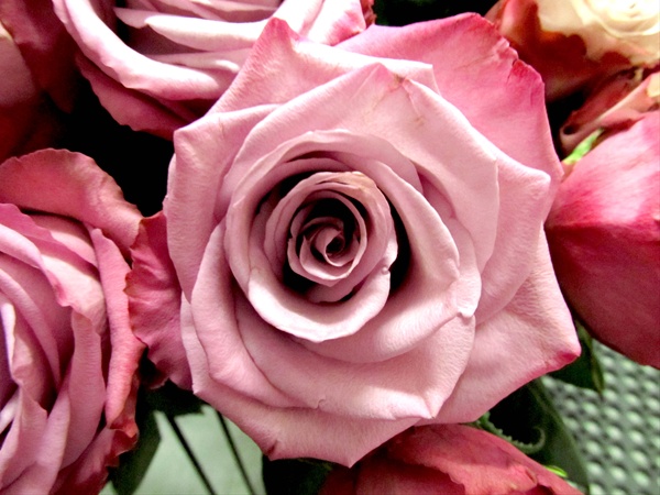 Rose Moody Blues - Standard Rose - Roses - Flowers by category | Sierra ...