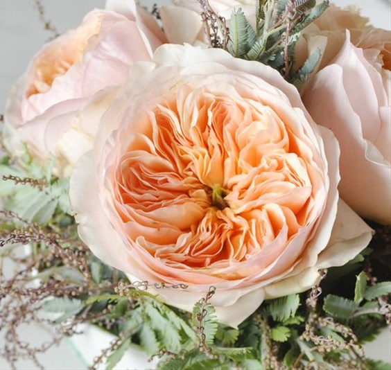 David Austin Juliet - Rose de jardin - Roses - Fleurs par catégorie | Sierra Flower Finder
