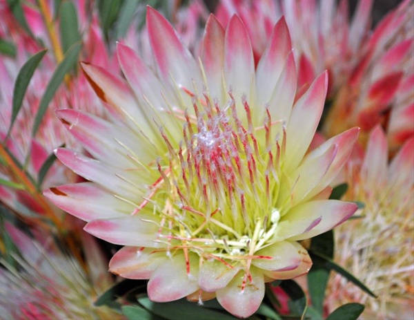 Protea Pink Sugarbush - Protea - Proteas and Leucadendrons - Flowers by ...