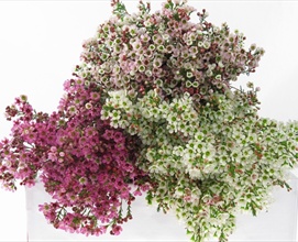 Waxflower Hybrid Assorted Mix - Waxflower - Flowers and Fillers ...