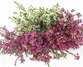 Waxflower Assorted Amigo Mix - Waxflower - Flowers and Fillers ...