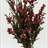 Leptospermum Raspberry - Leptospermum - Flowers and Fillers - Flowers ...