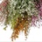 Genestra / Genêt Tinted Assorted - Branches and Flowering Branches ...