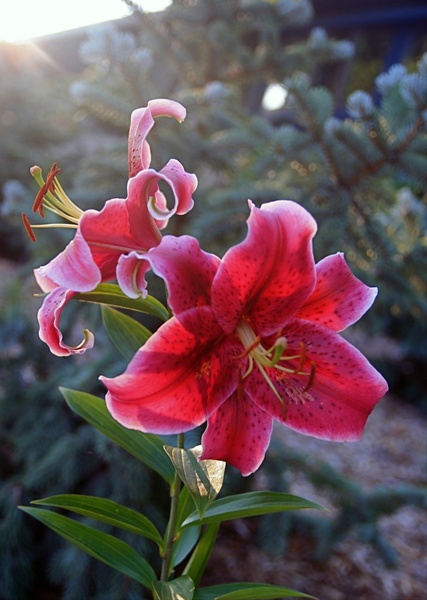 Oriental Lily Rio Negro - Oriental Hybrid Lilies - Lilies - Flowers by ...