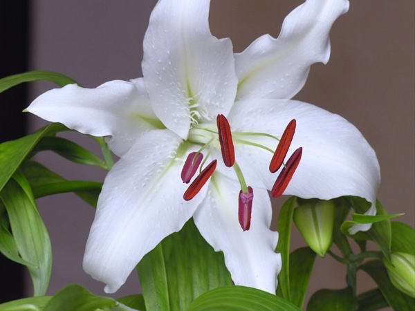Oriental Lily Casablanca - Oriental Hybrid Lilies - Lilies - Flowers by  category | Sierra Flower Finder