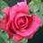 Hot Shot - Standard Rose - Roses - Flowers by category | Sierra Flower ...