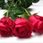 Hot Shot - Standard Rose - Roses - Flowers by category | Sierra Flower ...