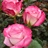 Pink Farfalla - Standard Rose - Roses - Flowers by category | Sierra ...