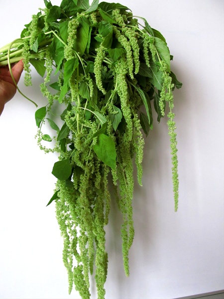 Amaranthus Hanging - Amaranthus - Flowers and Fillers - Flowers by