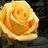 Butterscotch - Standard Rose - Roses - Flowers by category | Sierra ...