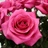 Malena - Standard Rose - Roses - Flowers by category | Sierra Flower Finder