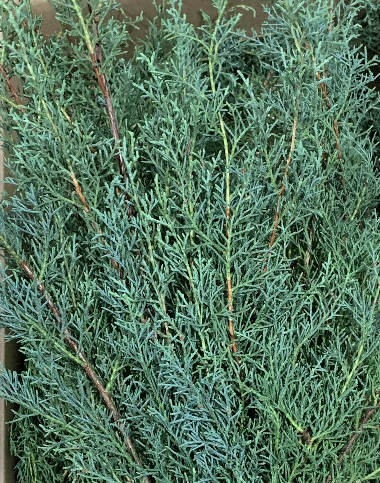 Carolina Sapphire - Xmas Greens - Greens, Foliages and Branches ...