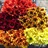 Assorted Daisies Fall Mix - Spray (Pompoms) - Chrysanthemum - Flowers ...