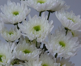 Galactica White Spray Pompoms Chrysanthemum Flowers By Previous Next
