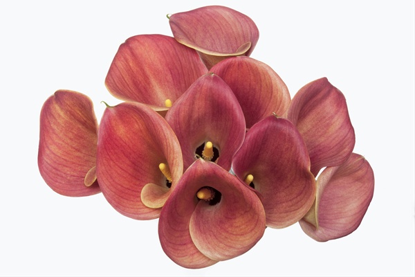 Calla Coral - Calla Lily - Flowers and Fillers - Flowers by category ...