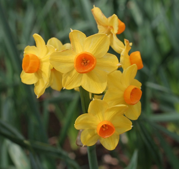 Daffodil Soleil Dor - Narcissus - Flowers and Fillers - Flowers by ...