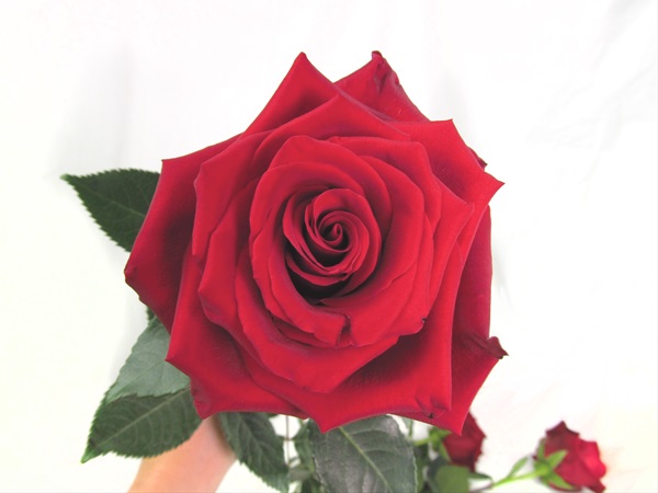 Rose Explorer - Standard Rose - Roses - Flowers by category | Sierra ...