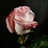 Vania - Standard Rose - Roses - Flowers by category | Sierra Flower Finder