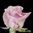 Keano - Standard Rose - Roses - Flowers by category | Sierra Flower Finder