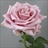 Keano - Standard Rose - Roses - Flowers by category | Sierra Flower Finder