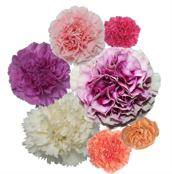 Carnation Mom Mix - Standard Carnation - Carnations - Flowers by ...