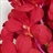 Mokara Ruby Red - Novelties - Orchids - Flowers by category | Sierra ...