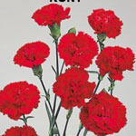 Mini Carn Rony - Mini Carnation - Carnations - Flowers by category ...