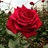 Hallelujah - Standard Rose - Roses - Flowers by category | Sierra ...