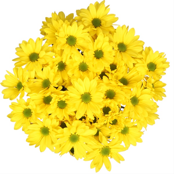 Spray Chrys Daisy Celebrate - Spray (Pompoms) - Chrysanthemum - Flowers ...