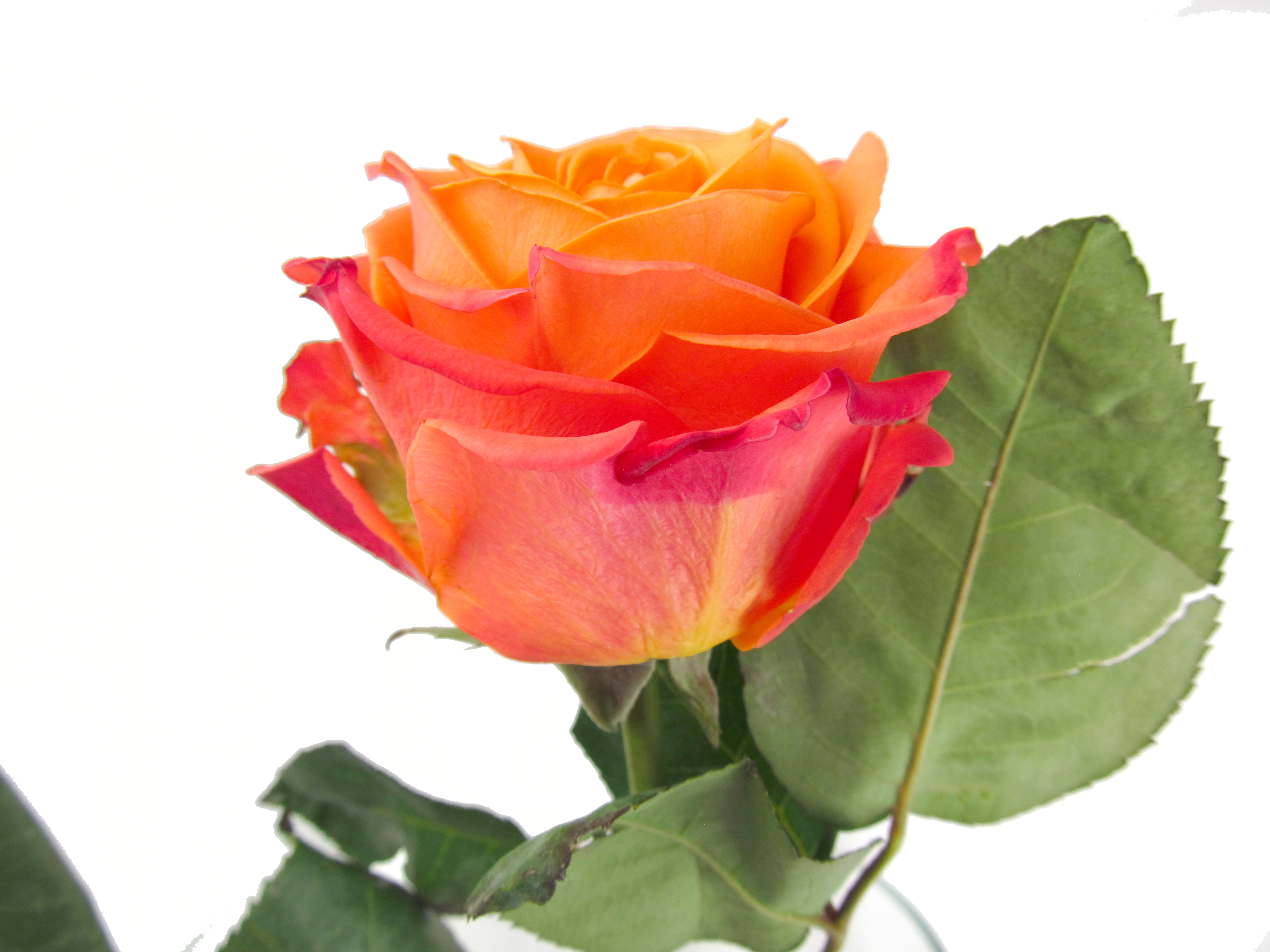 Rose Orange Crush - Standard Rose - Roses - Flowers by category | Sierra  Flower Finder