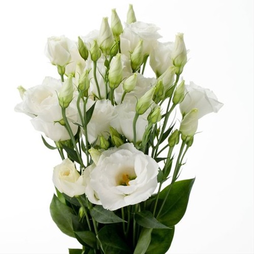 Lisianthus White - White flowers - Fleurs Blanches - Public albums | Sierra  Flower Finder