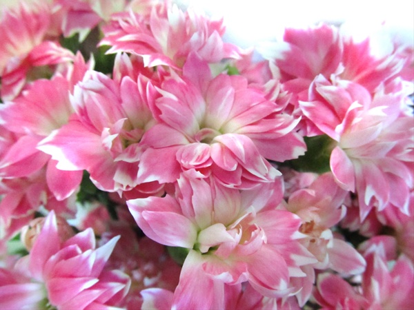 Dianthus Star Cherry - Dianthus - Flowers and Fillers - Flowers by ...
