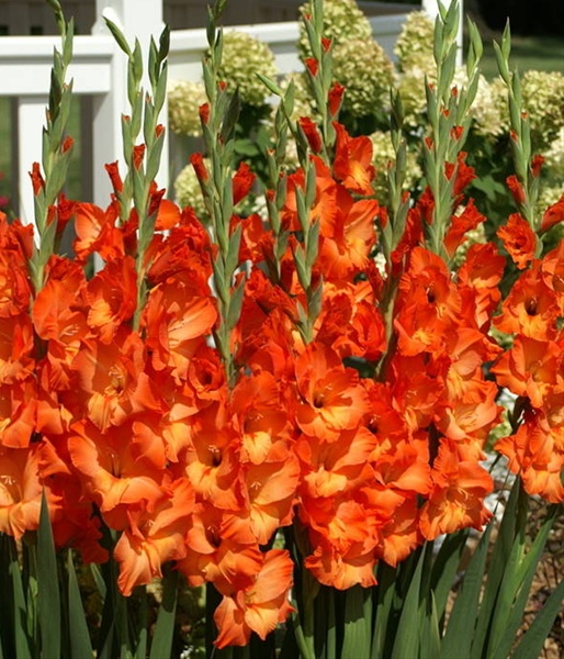 Gladiola Sunkissed - Gladiolas - Flowers by category | Sierra Flower Finder