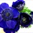 Marianne Blue - Anemone - Flowers and Fillers - Flowers by category ...