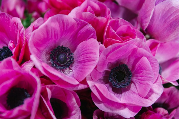 Anemone Pink - Anemone - Flowers and Fillers - Flowers by category ...