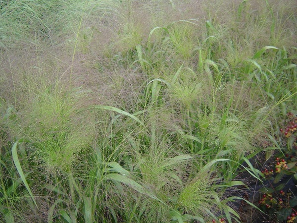 Explosion Grass - California Foliages - Greens, Foliages and Branches ...