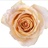Shukrani - Standard Rose - Roses - Flowers by category | Sierra Flower ...