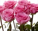 Rose Ballet - Standard Rose - Roses - Flowers by category | Sierra ...