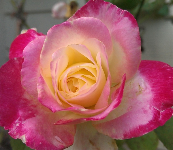 Garden Rose Double Delight - Garden Rose - Roses - Flowers by category ...